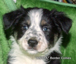 Triclour Male border collie puppy